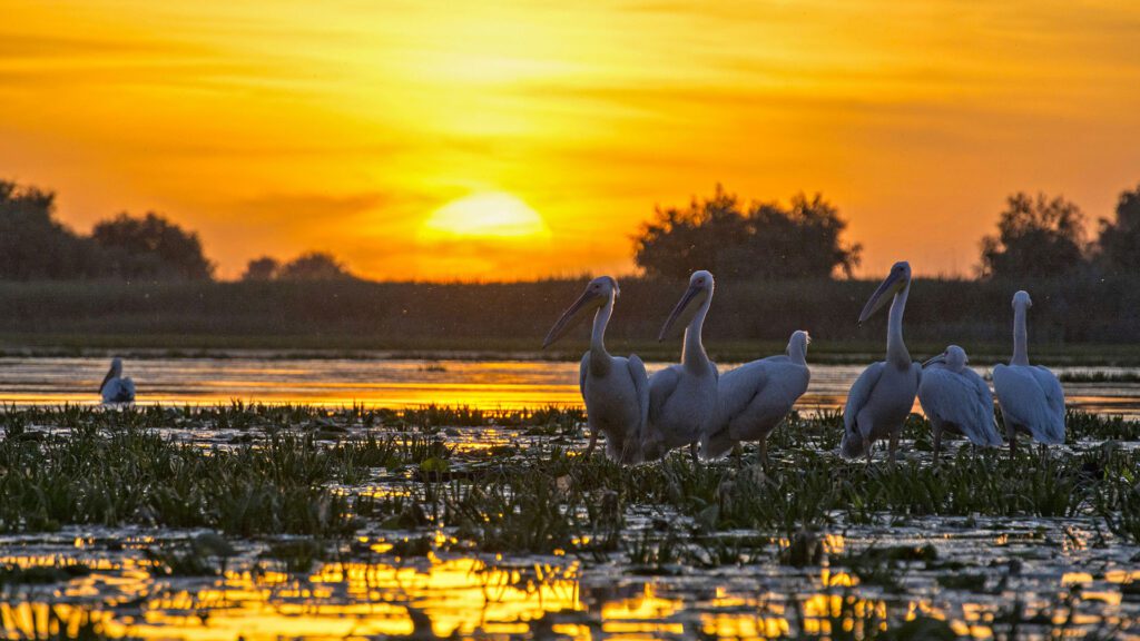 Birds in the marshes of the Danube Delta