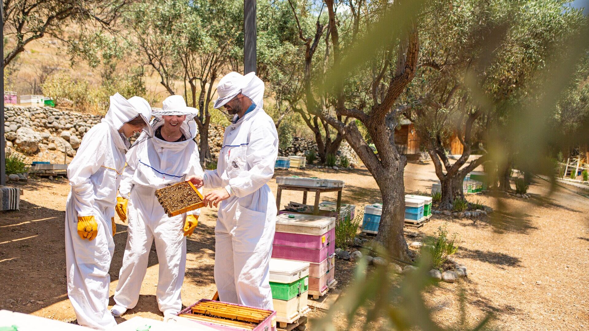 beekeeping experience in greece