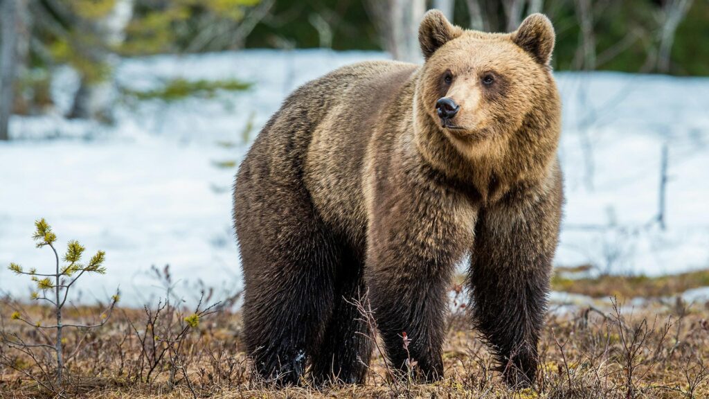 Eurasian brown bear standing in a field with snow behind them
