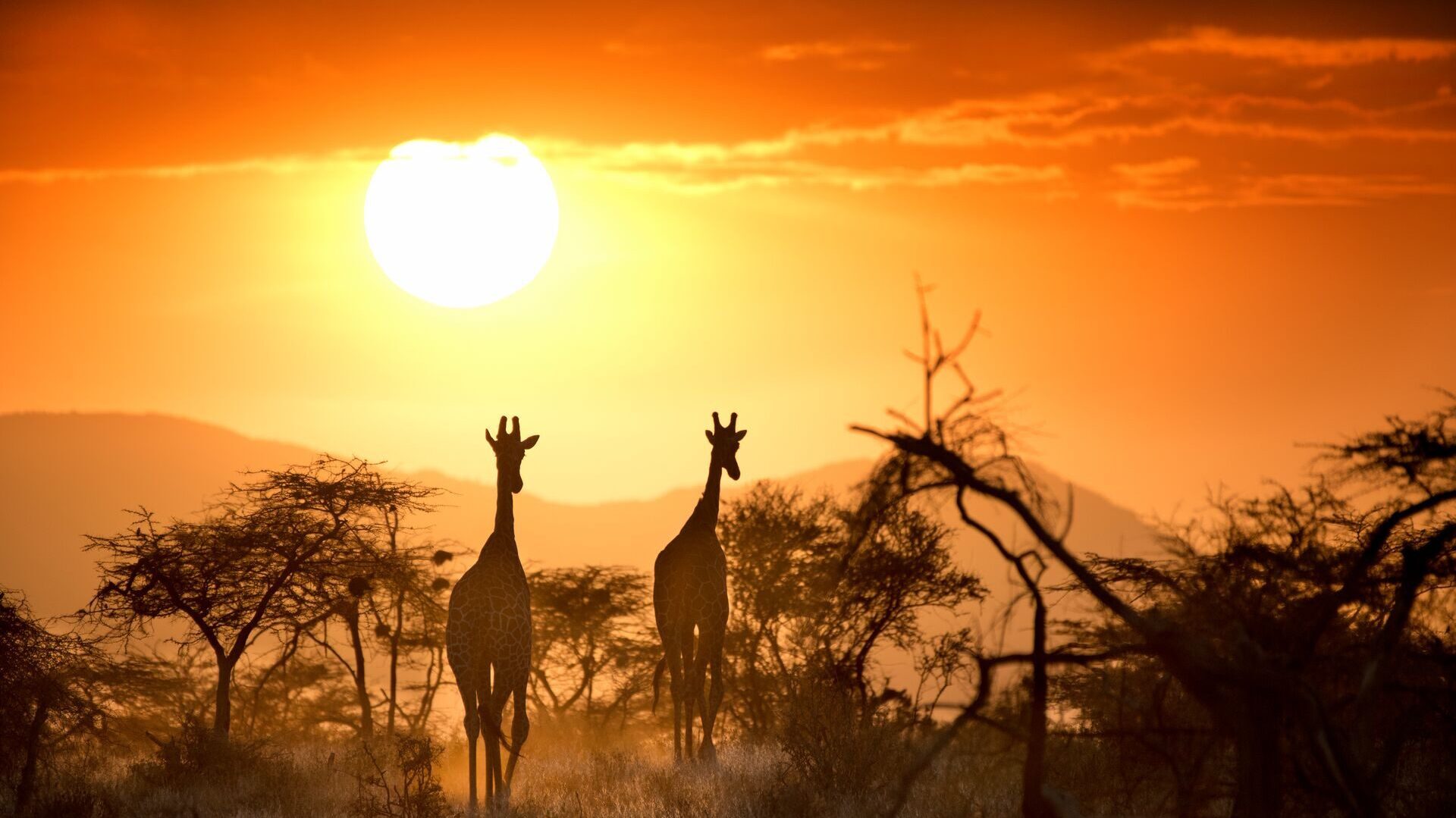 samburu at sunset with giraffes