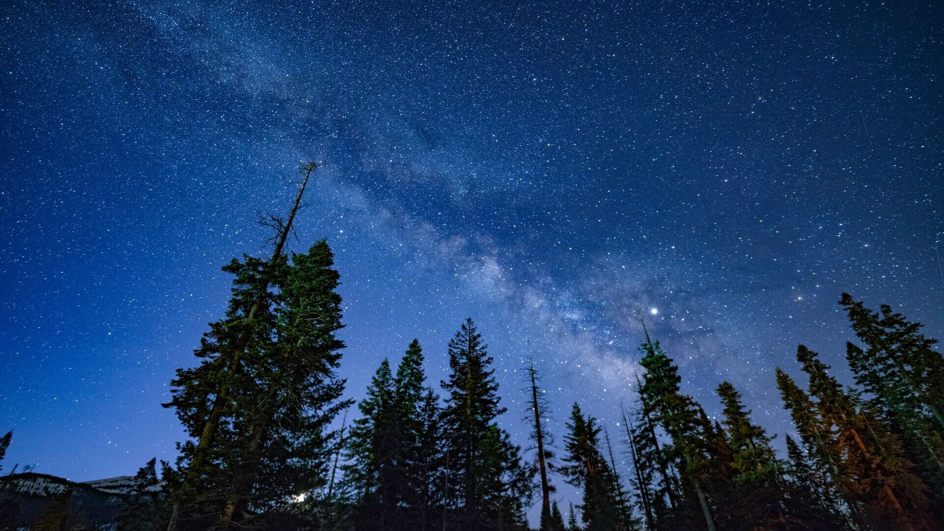 milky way behind sequoia trees