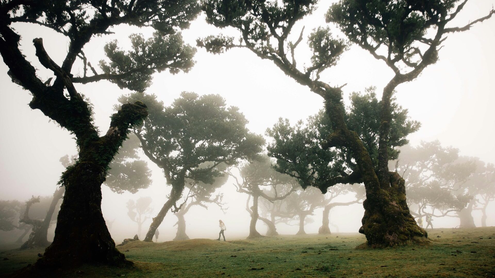 fanal forest madeira