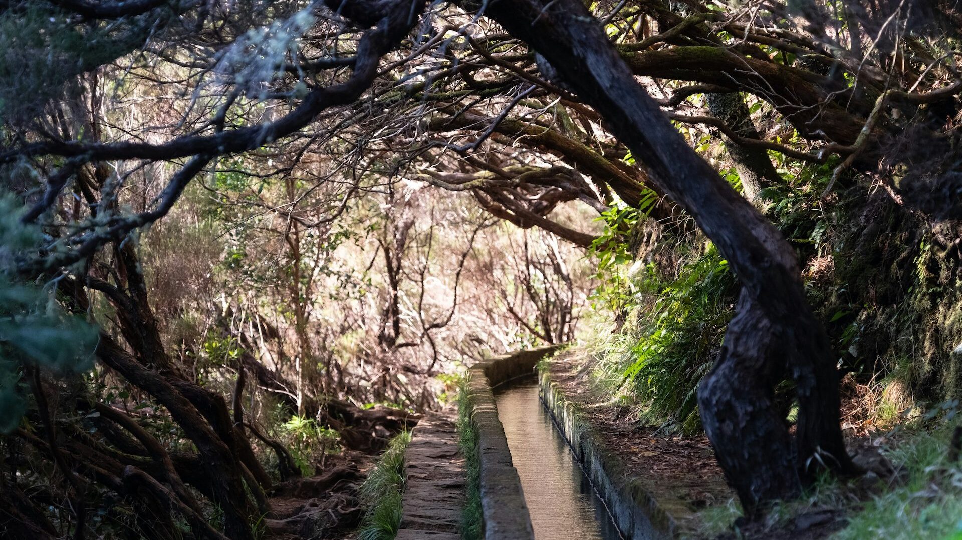 levada in madeira