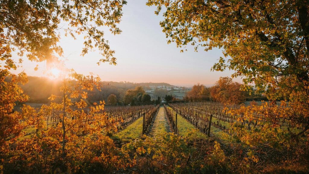 View of Bordeaux vineyards at sunset in autumn