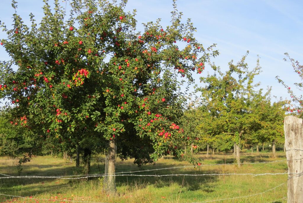 An apple tree heavy with fruit at La Ferme Des Ruelles in Normandy