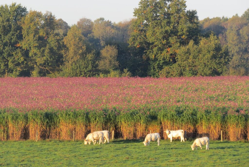 Sheep in a field at La Ferme Des Ruelles where they grow apples for cider but also much more