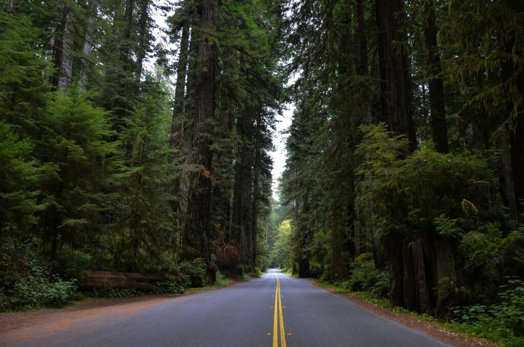 Narrow road leading through forest of tall pine trees