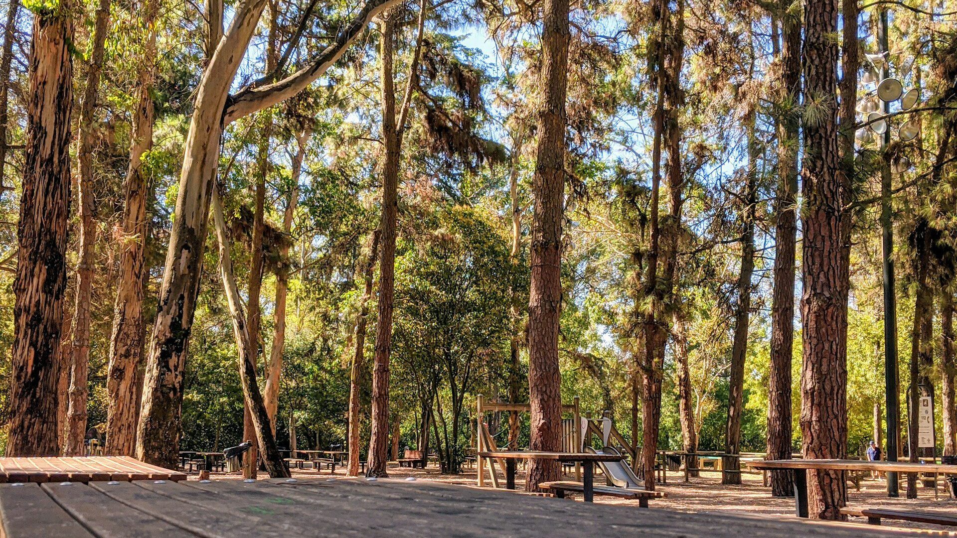 Tall pine trees surrounding a woodland play park