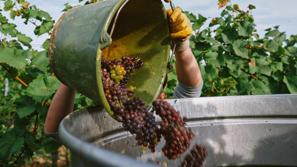 A worker dumping a bucket of just-harvested red grapes into a larger bucket