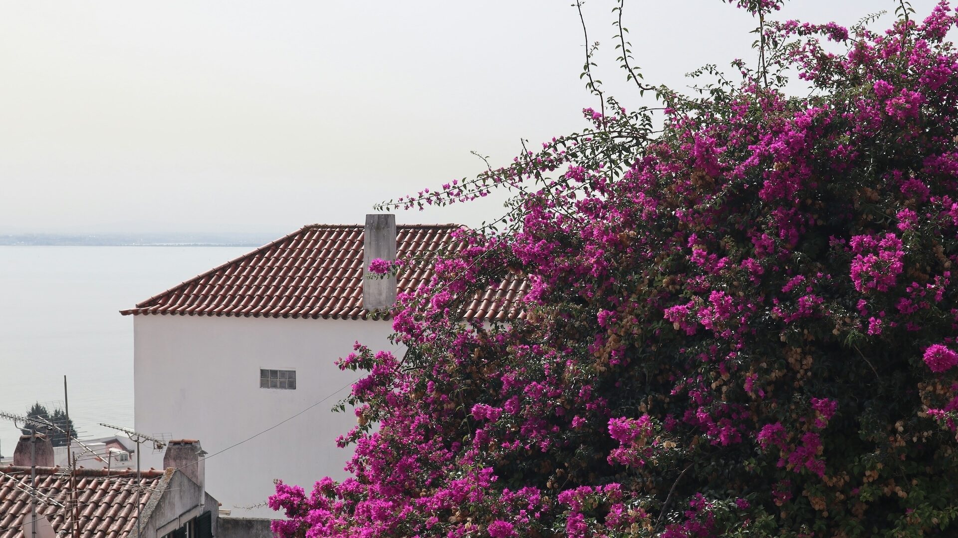 bougainvillea in lisbon