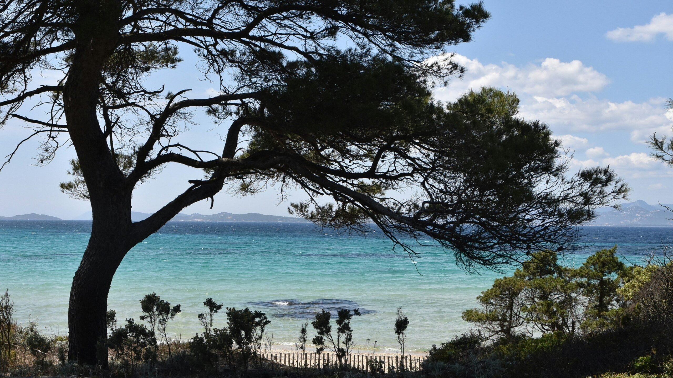 Windswept pine tree overlooking a turquoise Mediterranean shoreline on a sunny day.