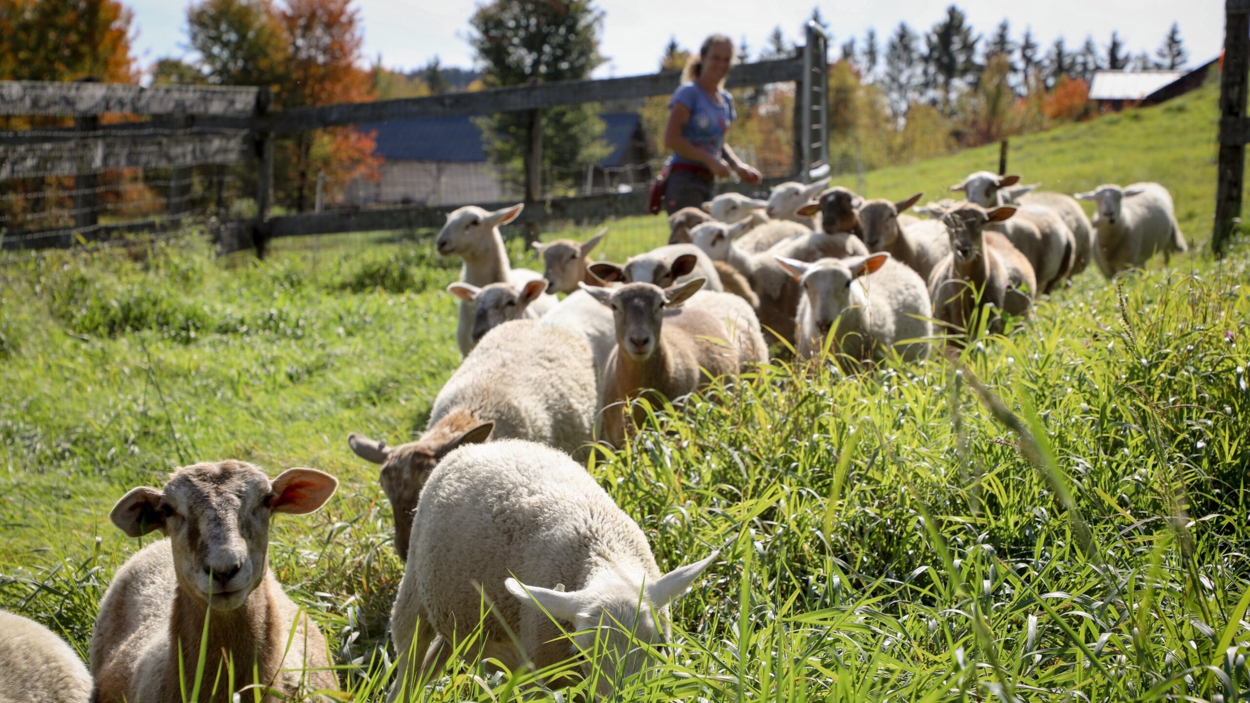 Sheep entering a field of long grass to graze