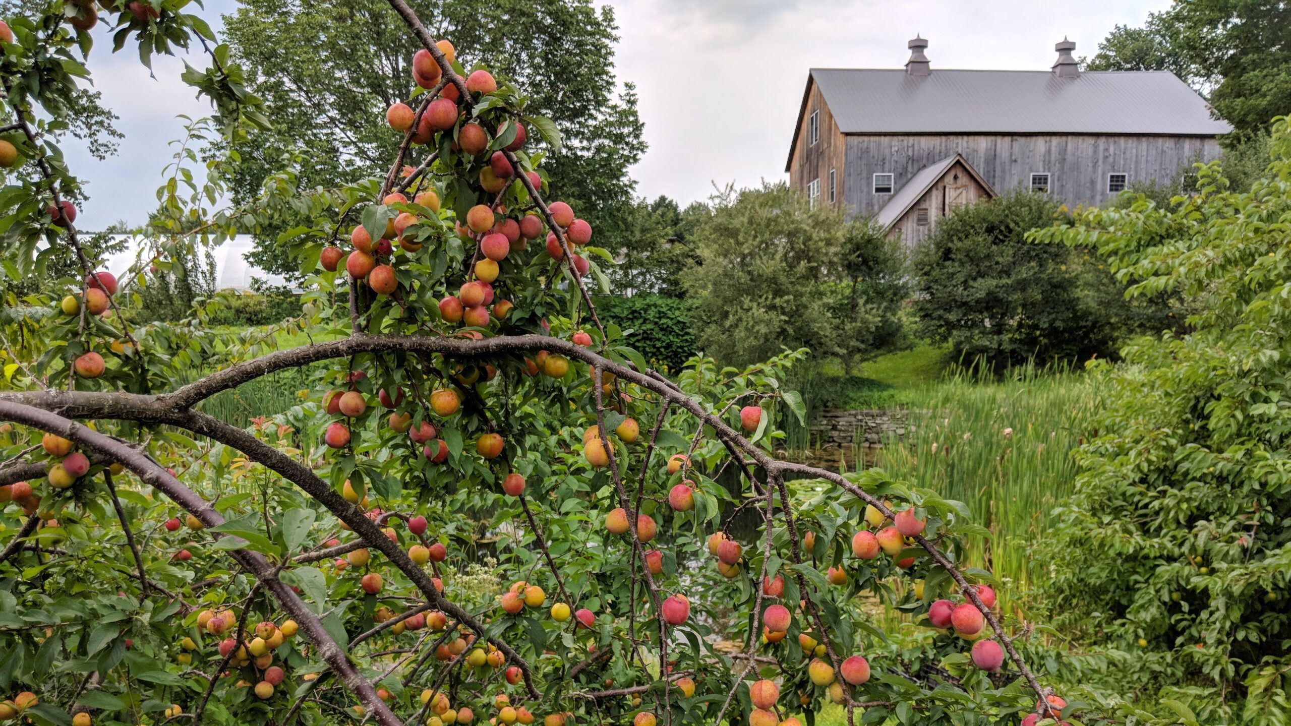 Apple tree in foreground, surrounded by lush vegetation, with wooden farm building in the background.