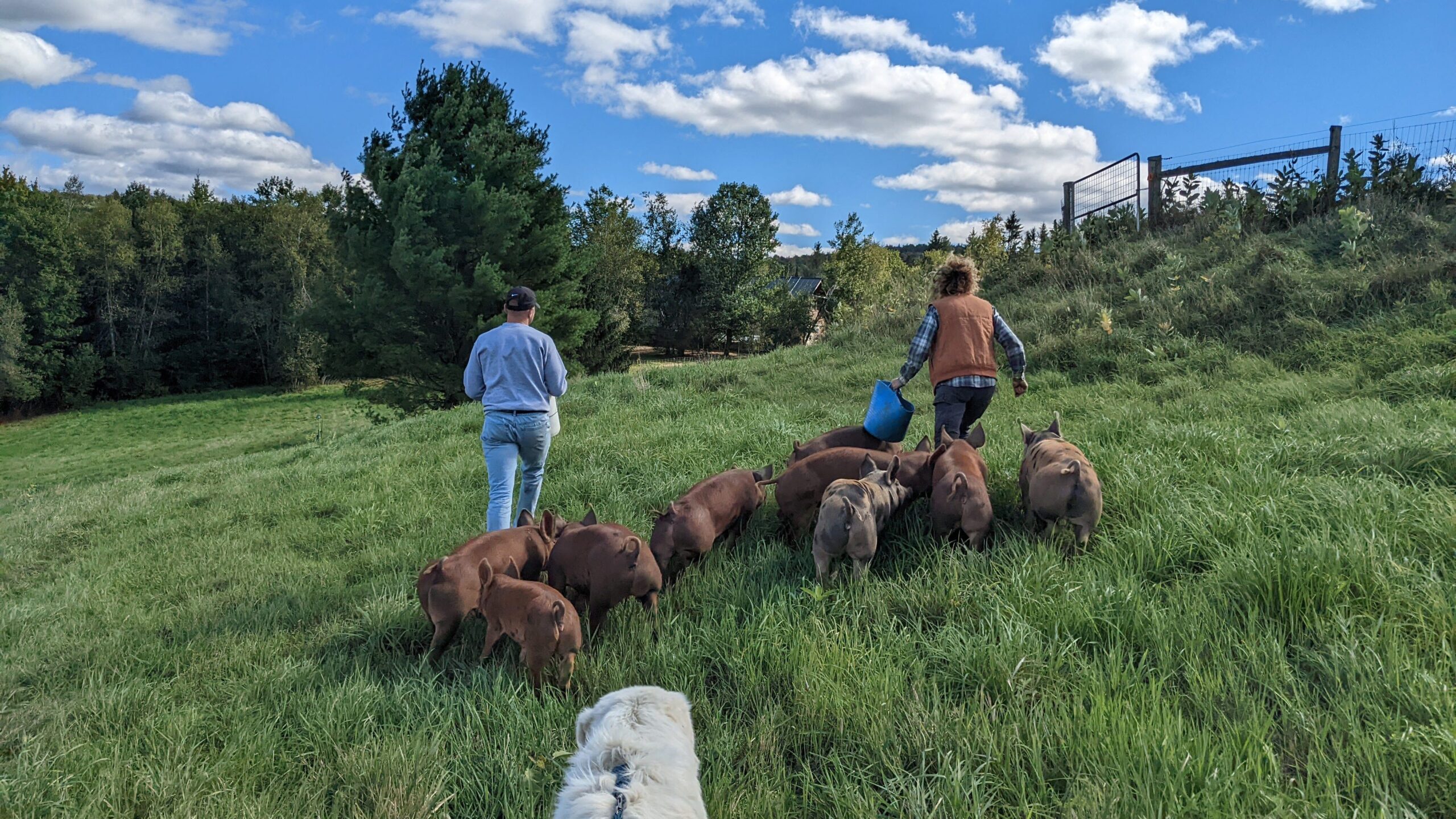 Two people walking through a field followed by a group of pigs