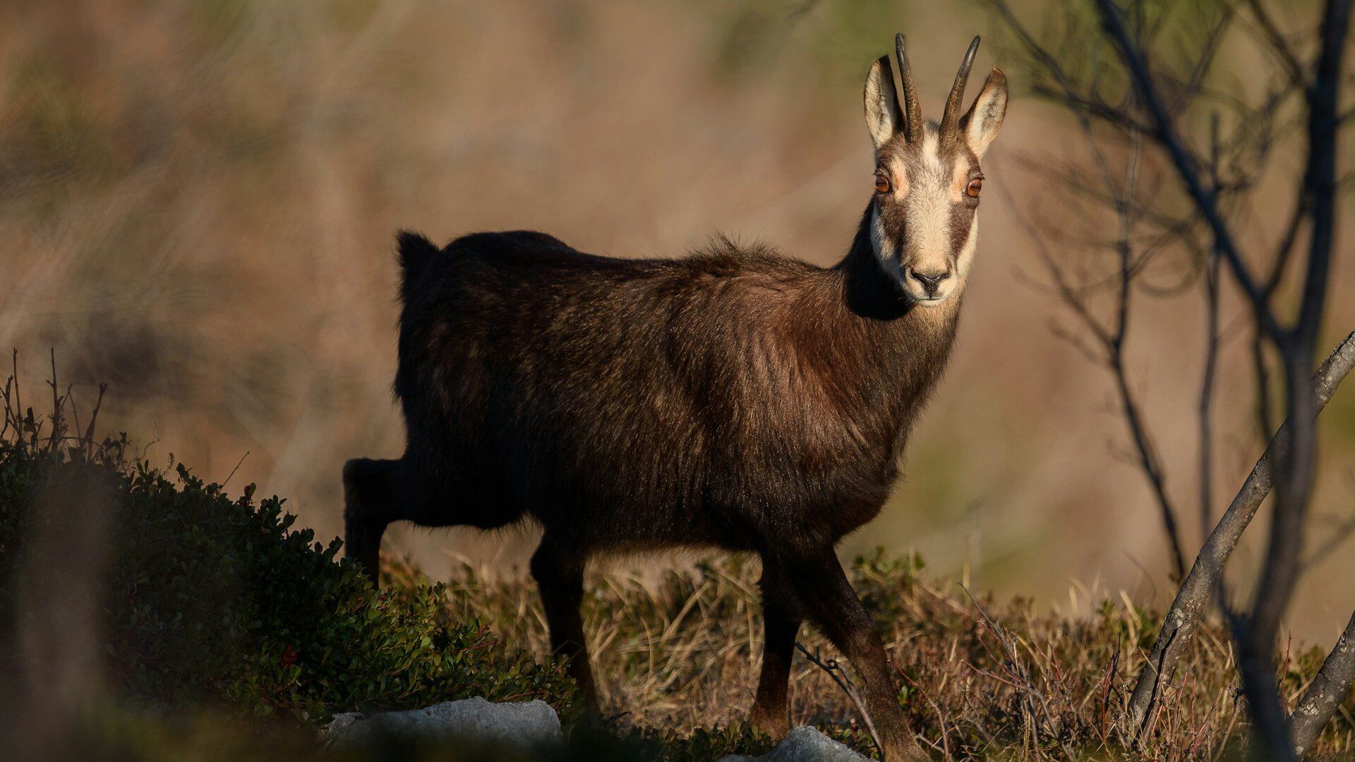 Close up of a chamois goat