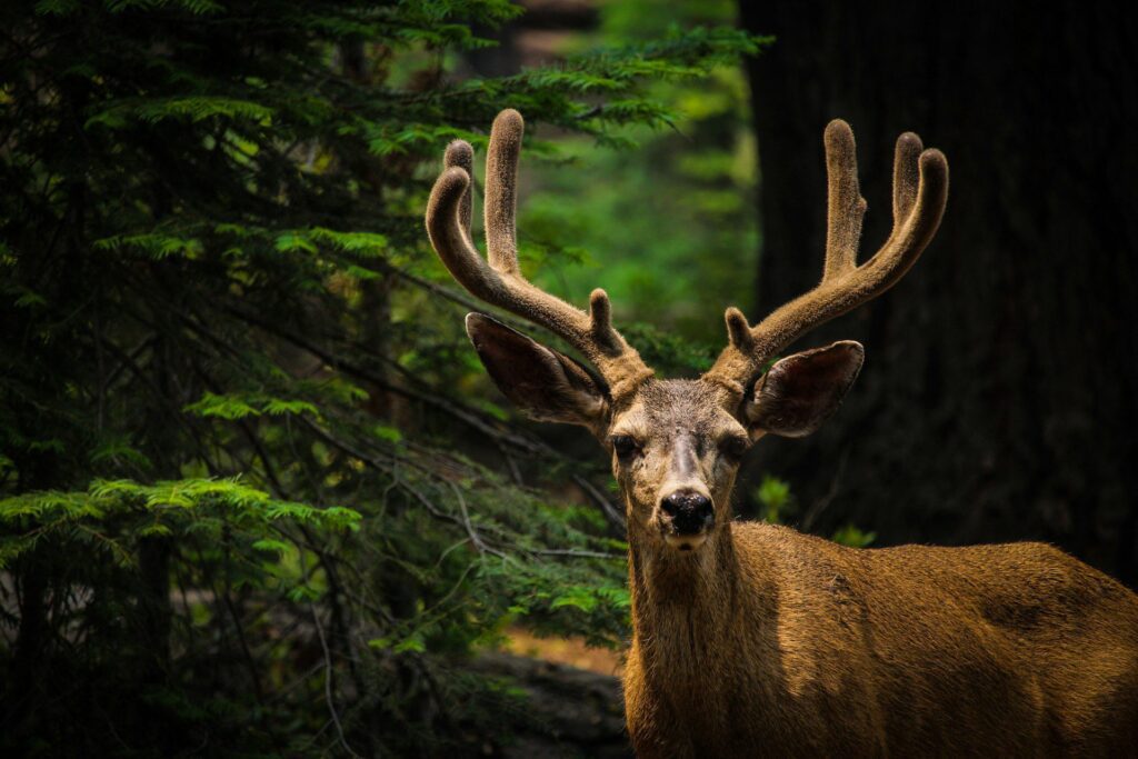 Close up of a California Mule Deer looking at the camera