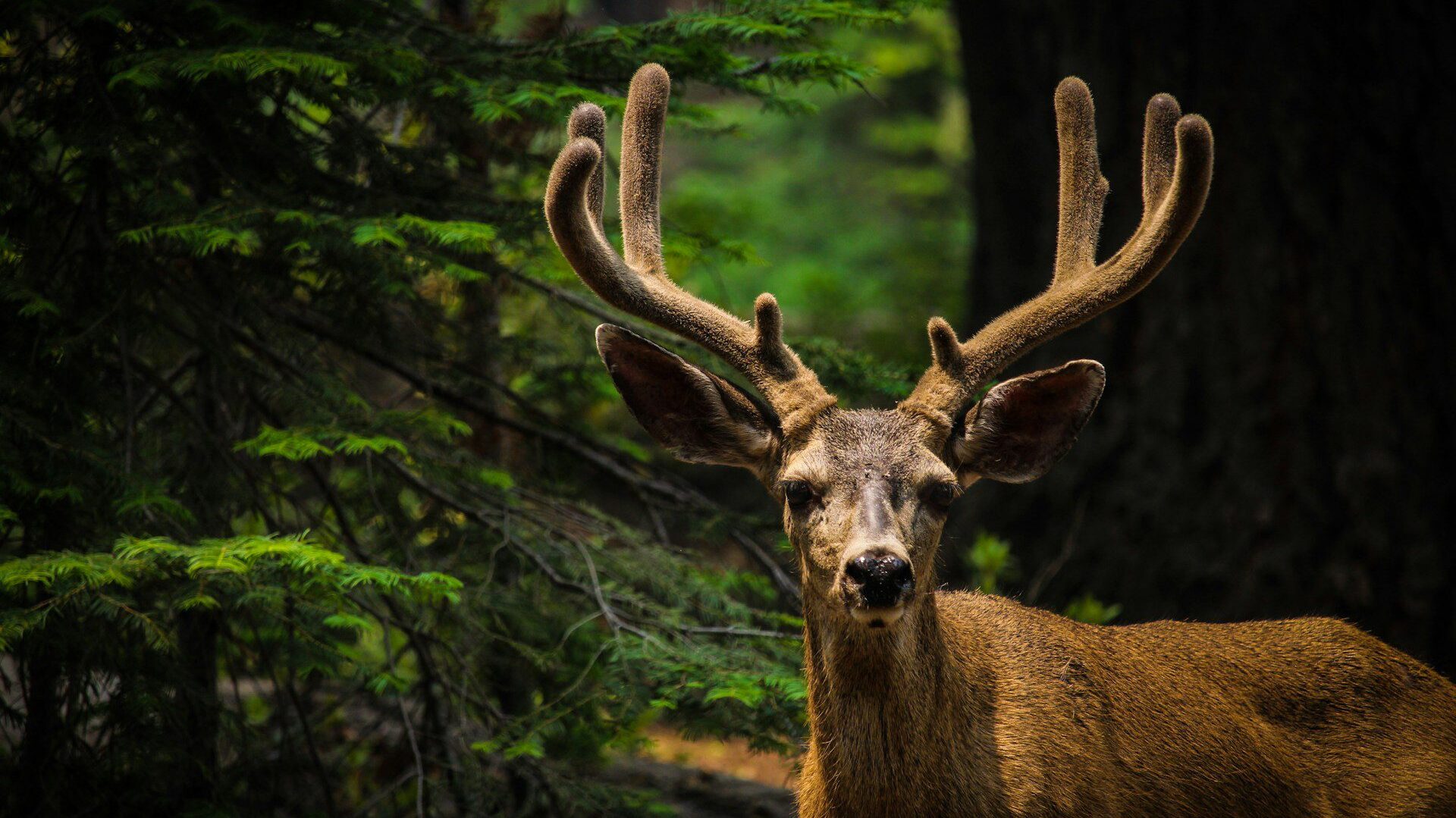 Close up of a California Mule Deer looking at the camera