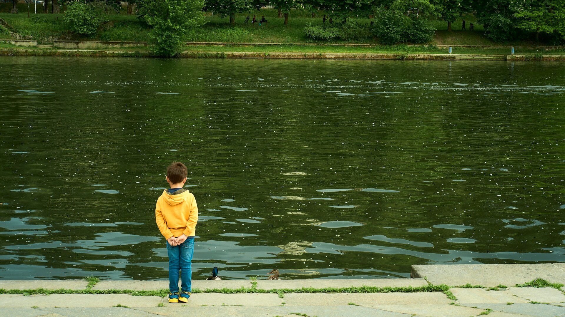 Boy standing at the edge of a river looking at ducks in the water