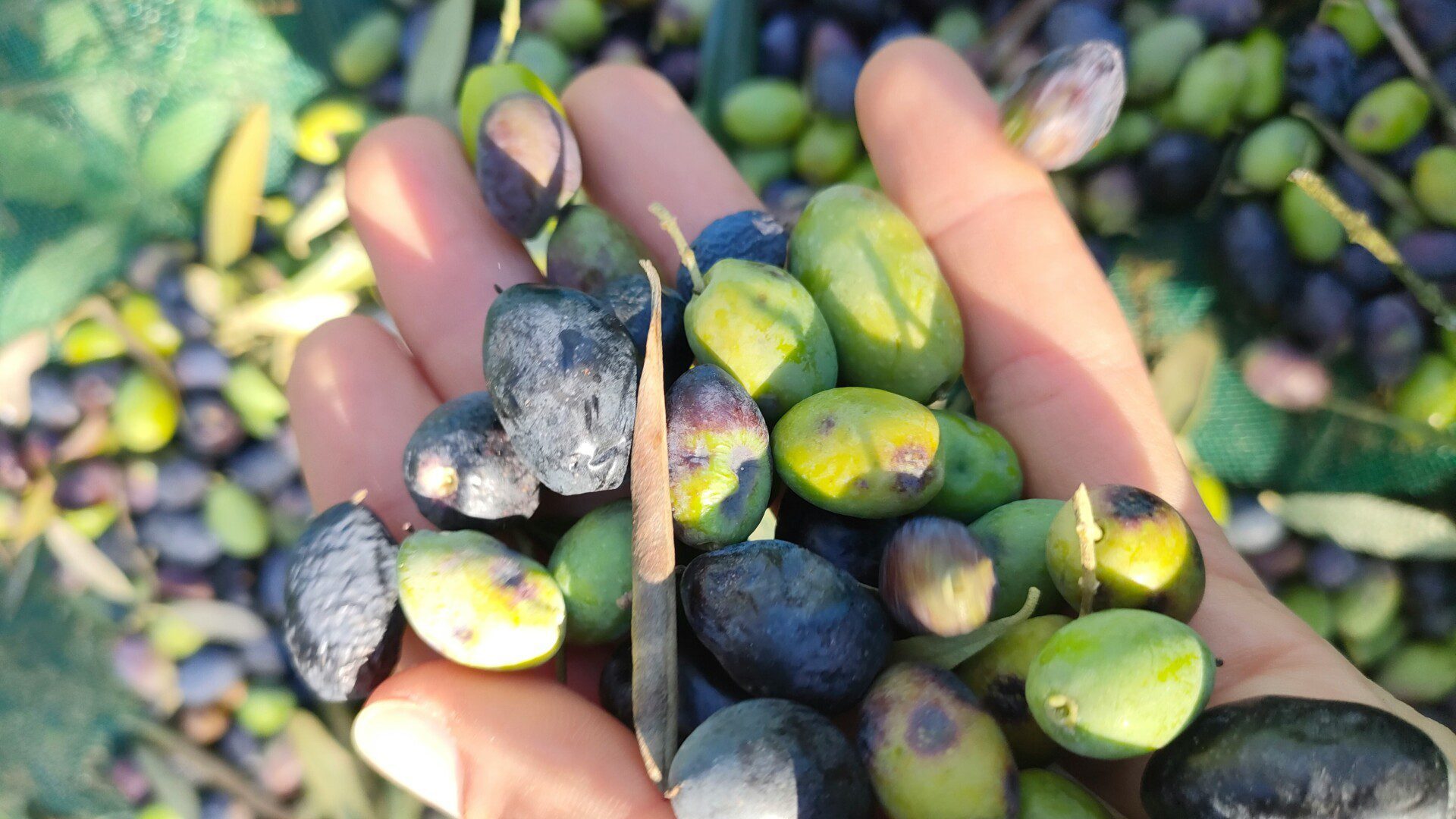 olive harvest