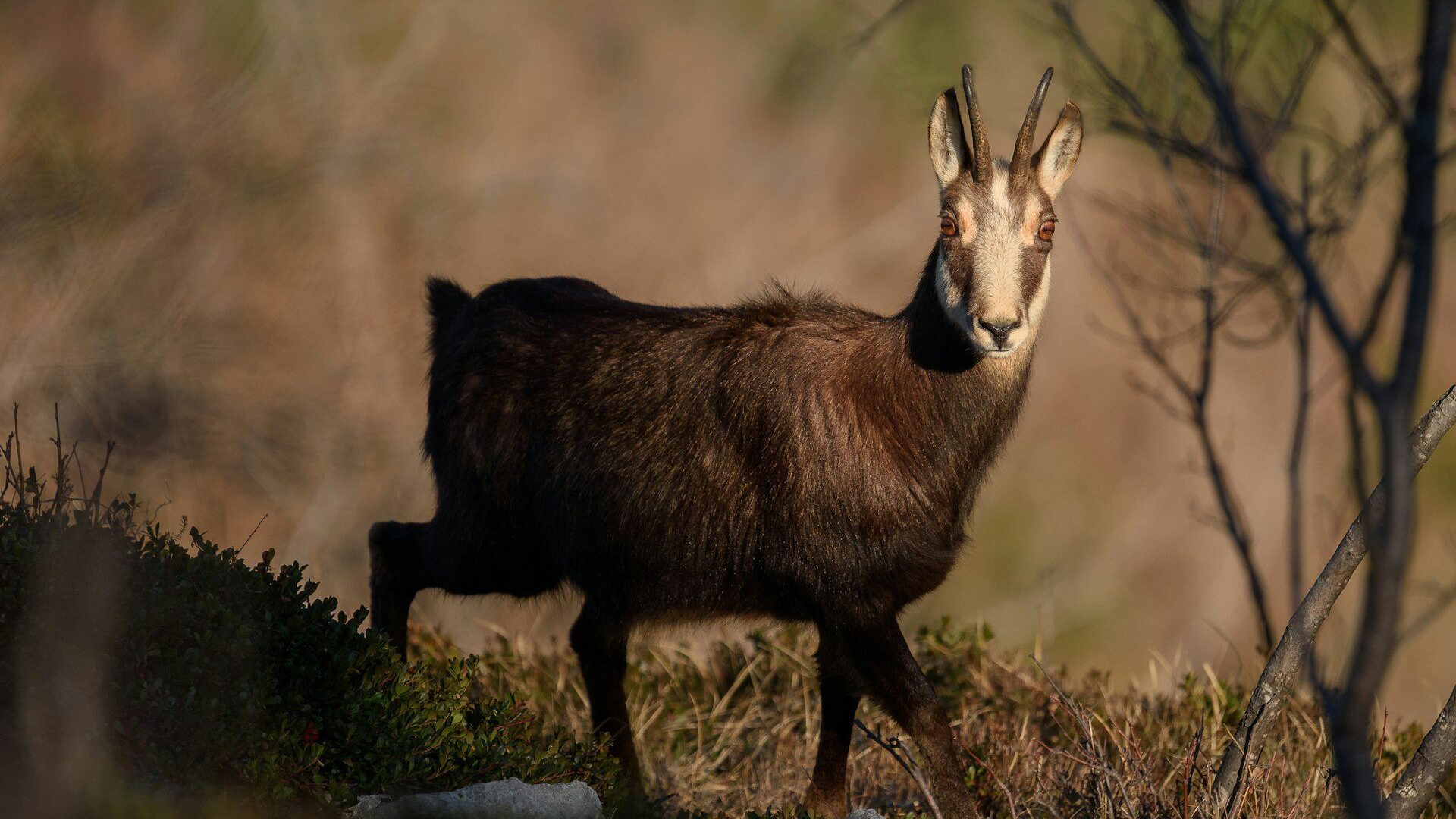 chamois in picos de europa