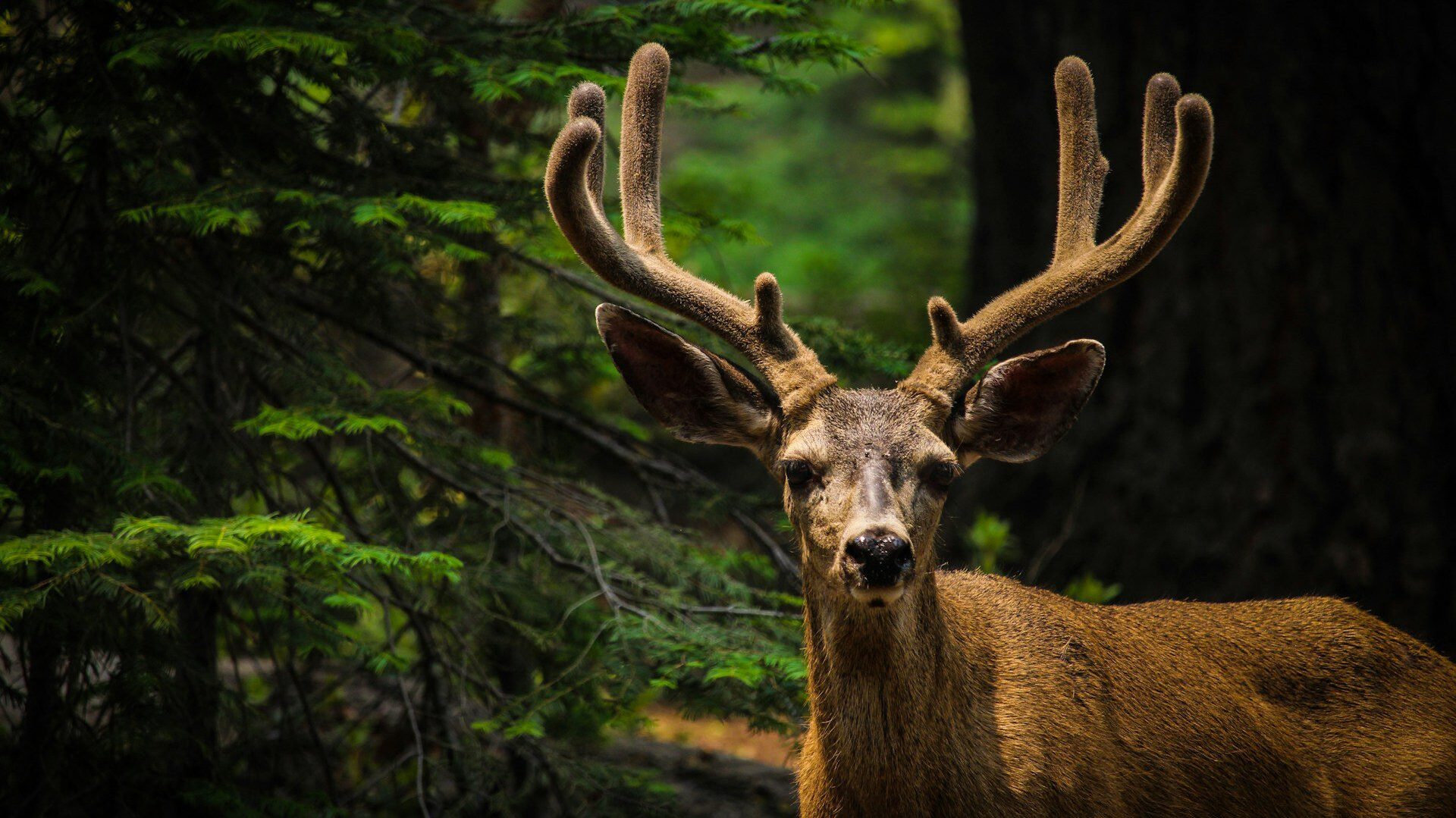 Mule deer in a wooded area looking directly at the cameara