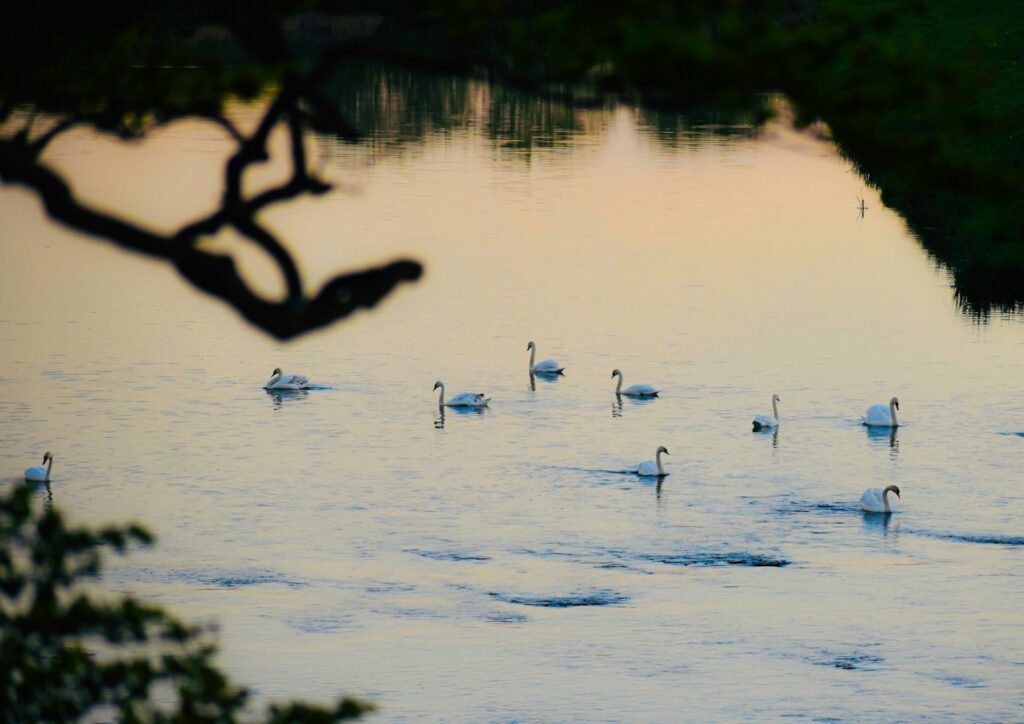A group of Swans in water in Scotland