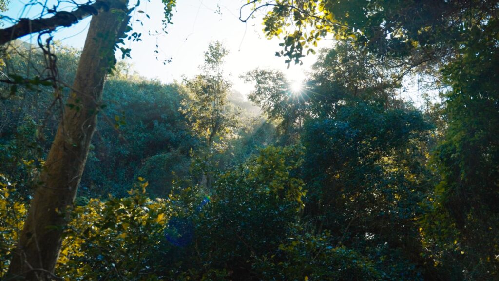 tsitsikamma national park