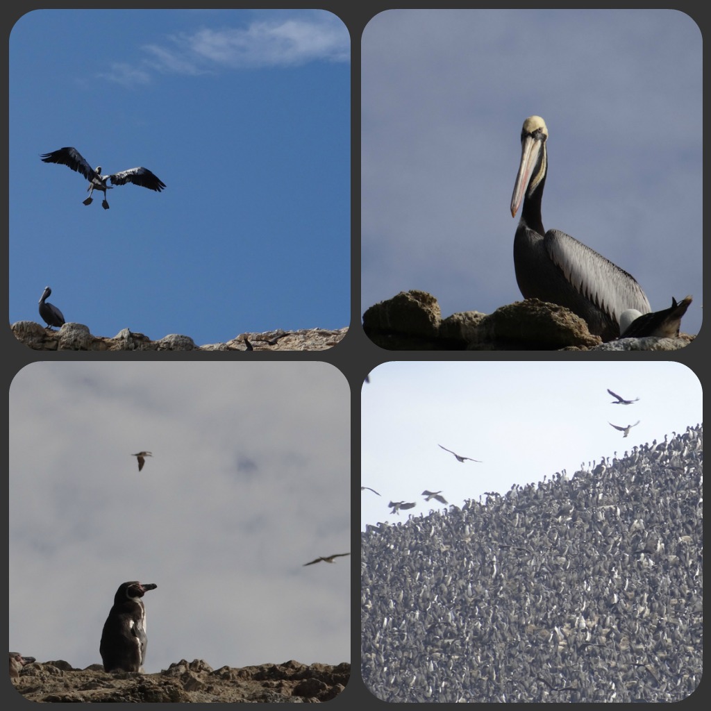 Ballesta Birds