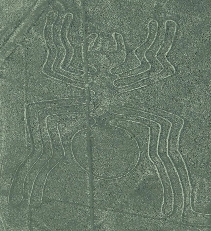 The spider