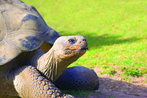 Galapagos