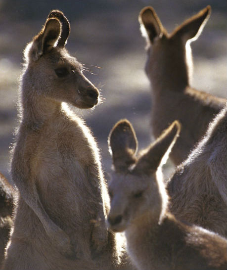 kangaroo