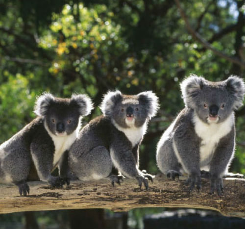 koala
