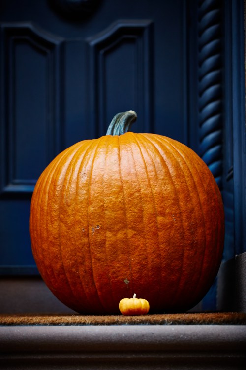 Pumpkin in New York