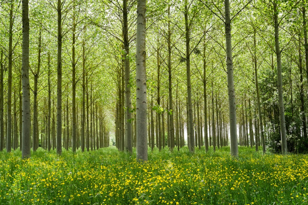 Where to Travel in Spring