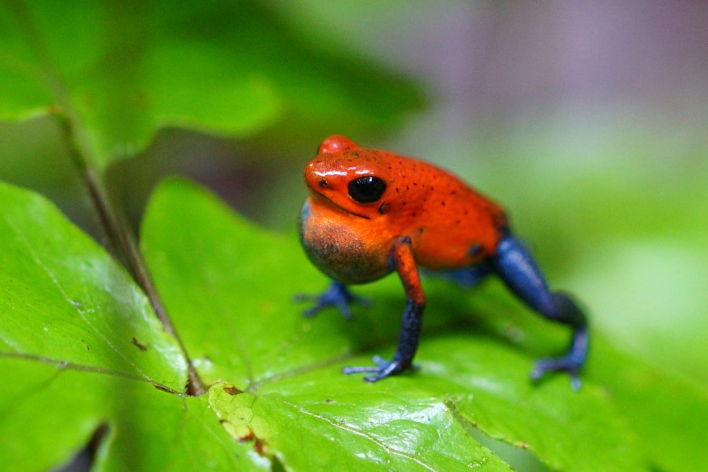 Wildlife in Costa Rica