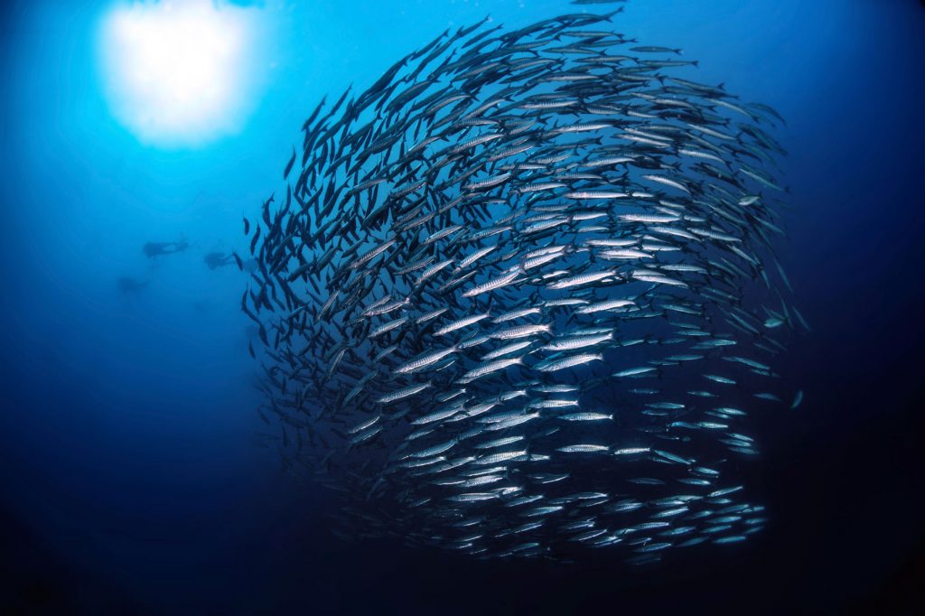 World Oceans Day