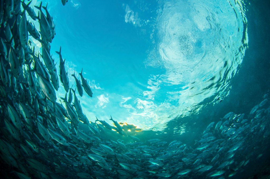 Blue fish swimming in the ocean