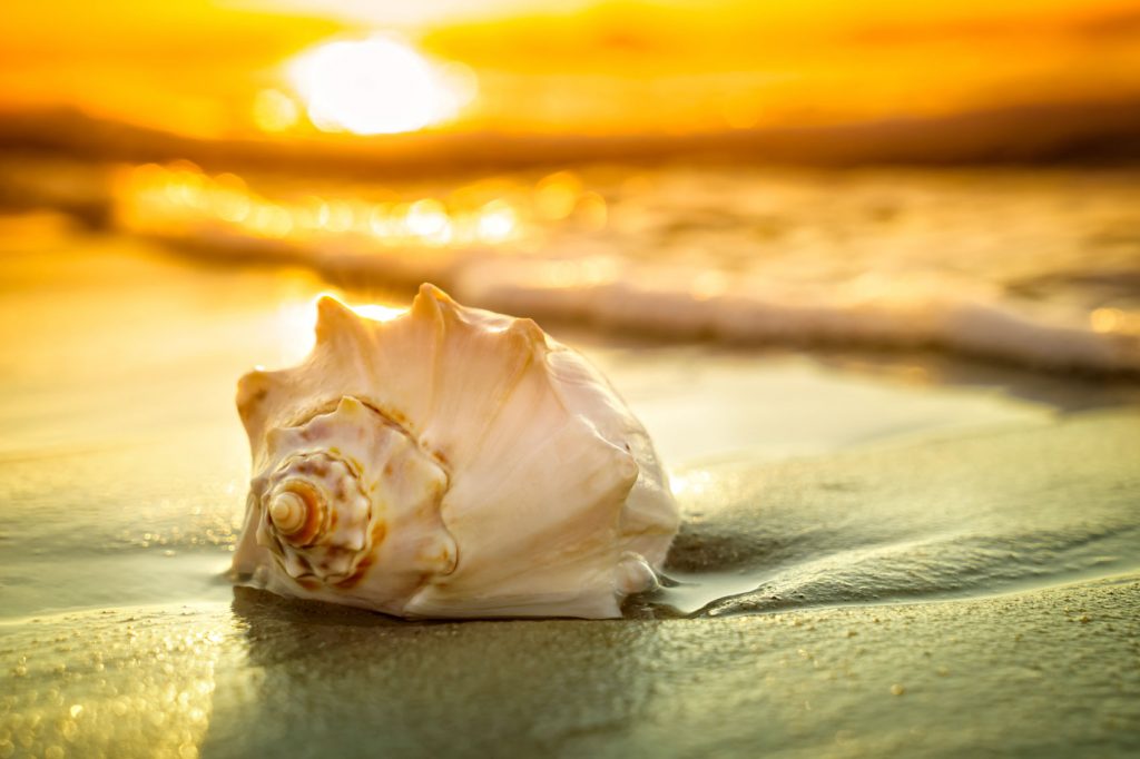 een schelp aan de kust van een strand