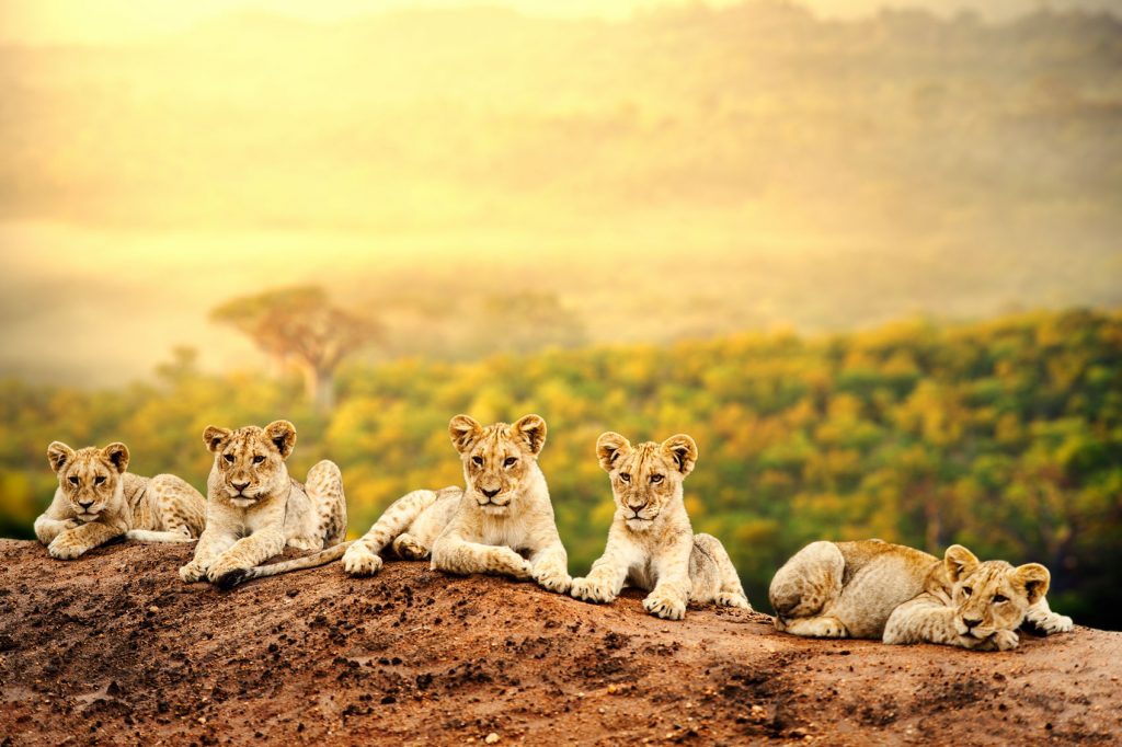 World Lion Day