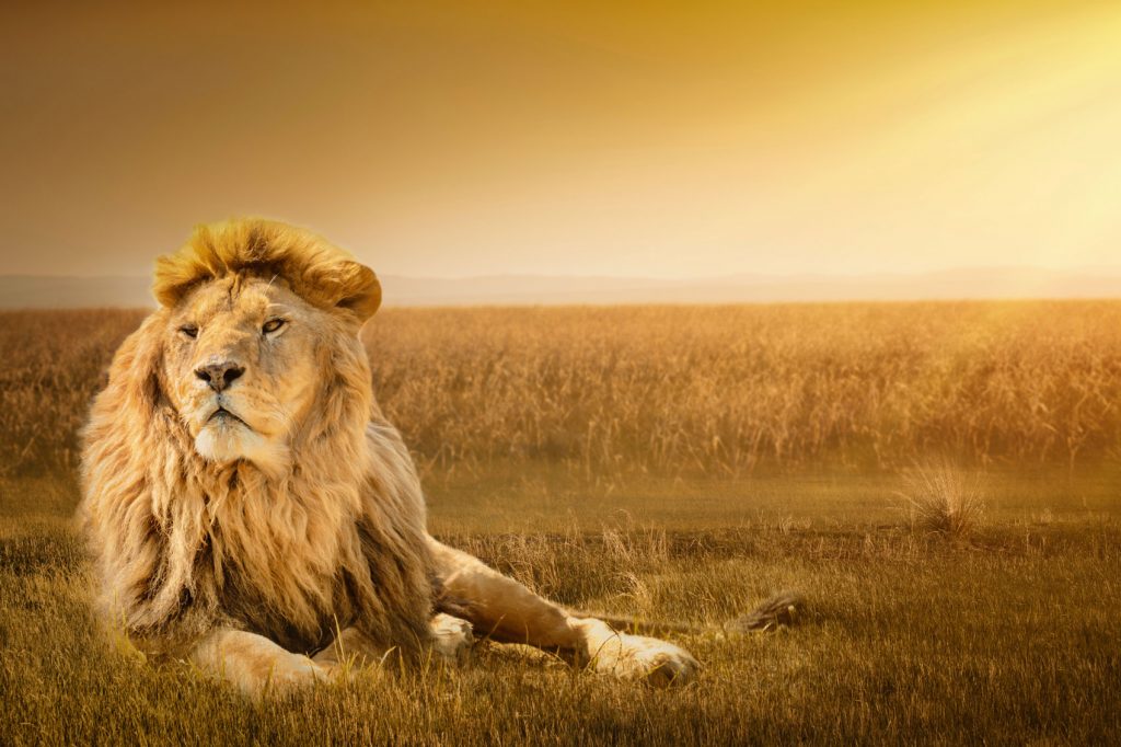 World Lion Day
