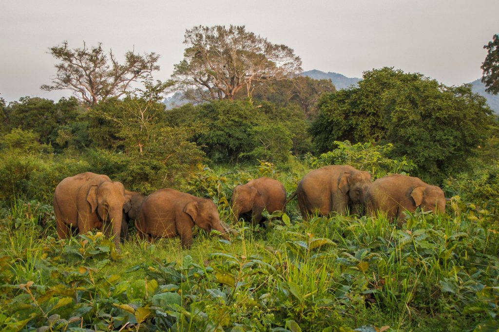 World Elephant Day