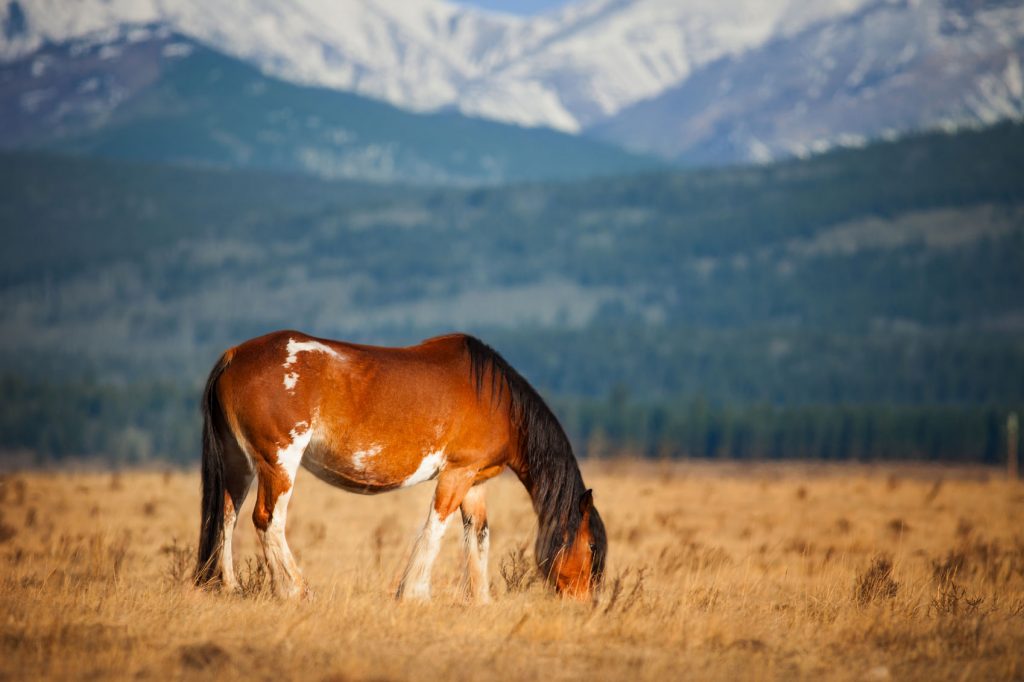 Boundary Ranch
