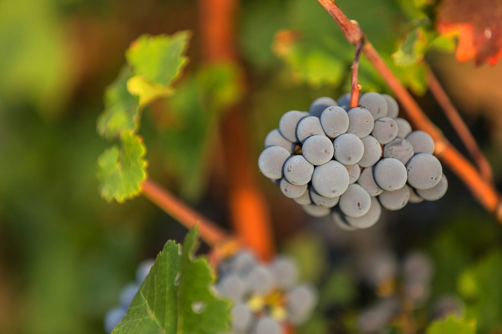 Barossa Wine Region
