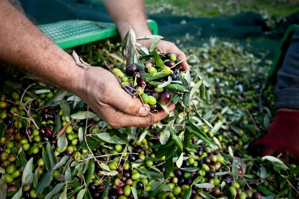 Fattoria di Maiano 