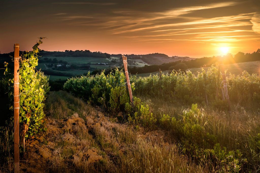 Barossa Wine Region