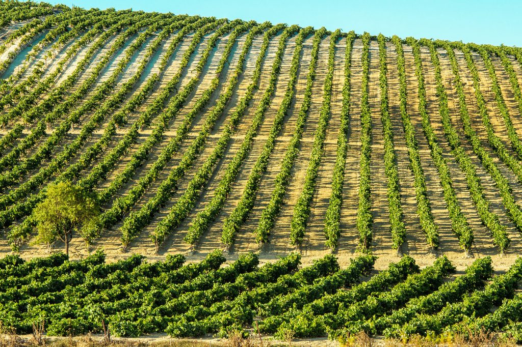 Sherry in Jerez