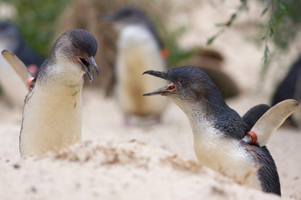 Wildlife Encounters