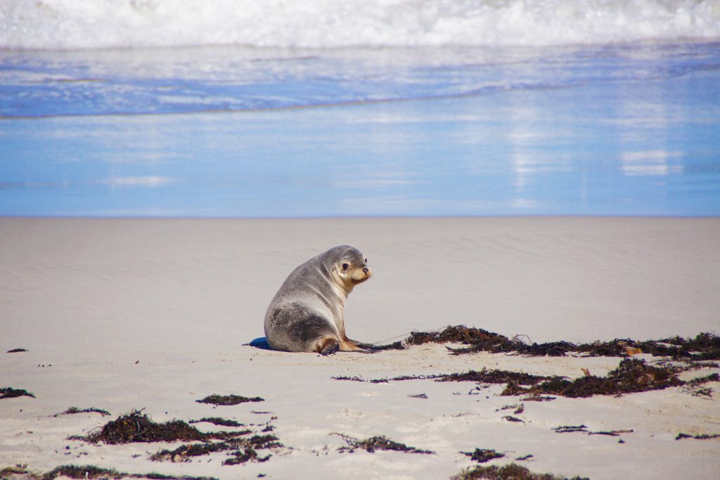Wildlife Encounters