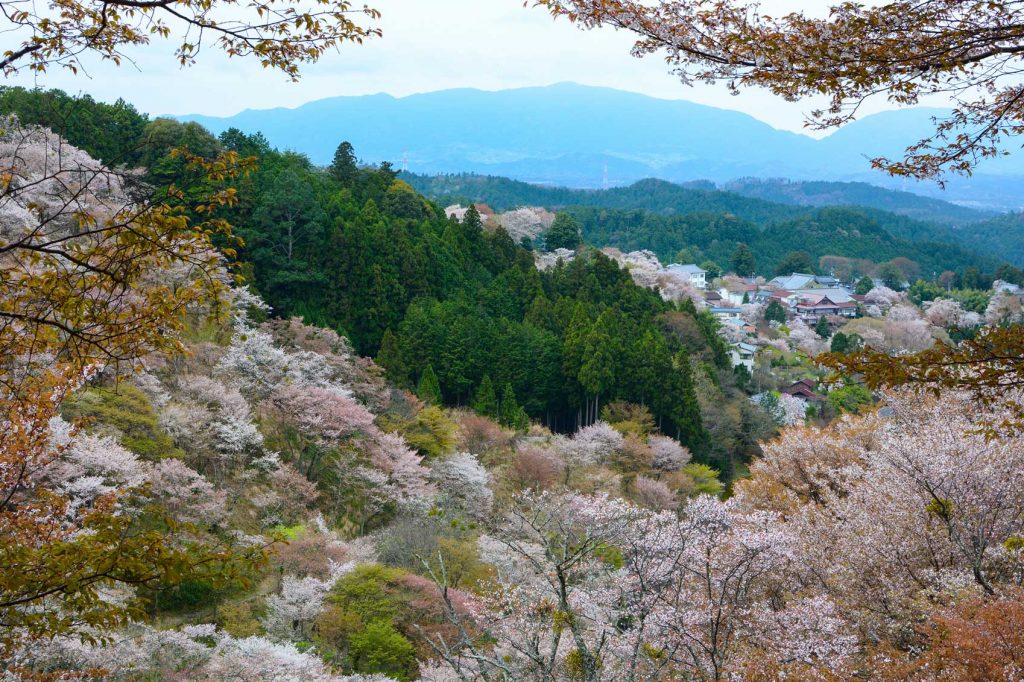Cherry Blossom in Japan