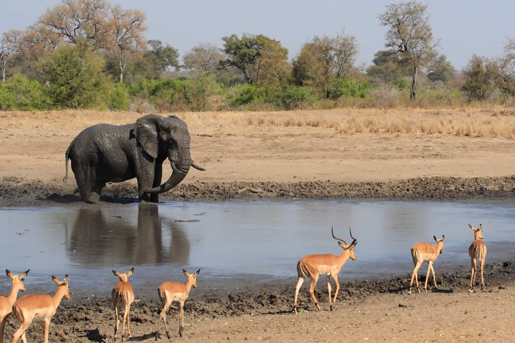 Национальный парк каким названием есть в африке. Национальный парк Крюгер ЮАР. Национальный парк Крюгера в Африке. Парк Лимпопо ЮАР. Национальный парк Лимпопо Мозамбик.